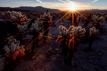 Cholla Cactus Garden In Joshua Tree National Park At Sunrise 