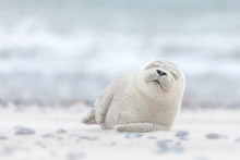 Seal Pup Sleeping On The Beach On Düne Island In The Germany