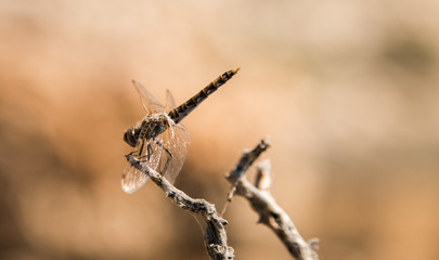 Dragonfly on Branch