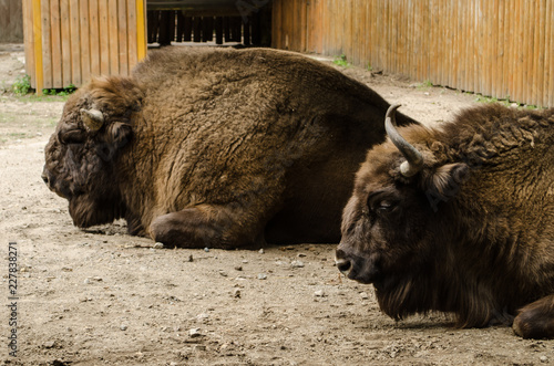 Fotografia, Obraz big brown bison with horns have a rest in Kyiv Zoo
