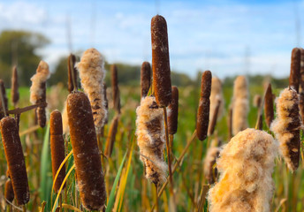 Poster - Bullrushes in a meadow