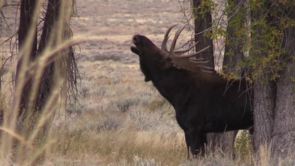 Canvas Print - Rutting Bull Moose in Autumn