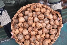 Collecting Walnuts In A Basket