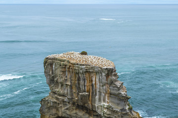 Wall Mural - Gannet Bird Colony at Muriwai Beach Auckland New Zealand; migration birds come to new zealand during every spring and summer time