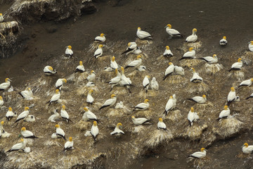 Wall Mural - Gannet Bird Colony at Muriwai Beach Auckland New Zealand; migration birds come to new zealand during every spring and summer time