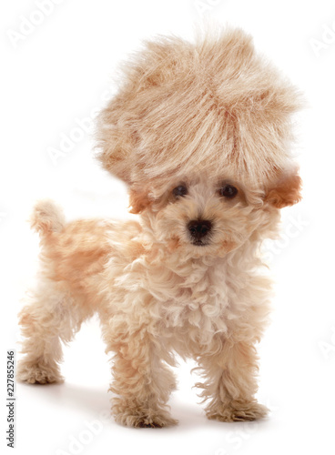 Crazy Dog Poodle Puppy With Funny Haircut Tuft Wig Hair