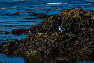 Pacific Coast Nature