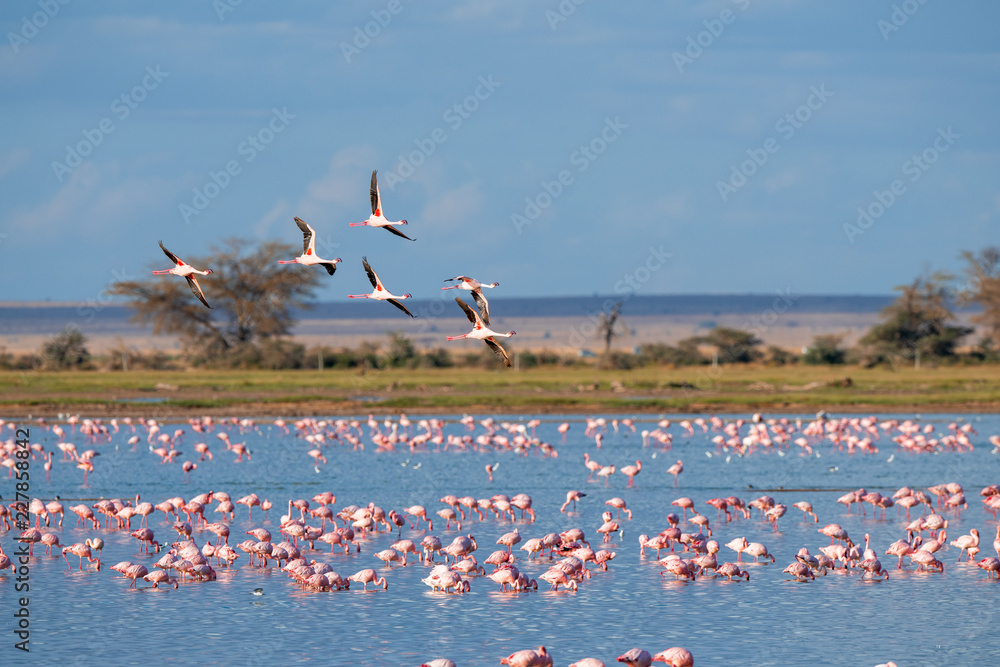flamingo group in the lake - obrazy, fototapety, plakaty 