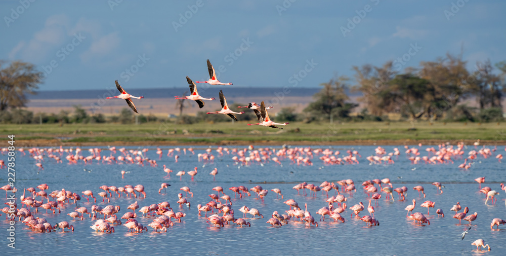 flamingo group in the lake - obrazy, fototapety, plakaty 