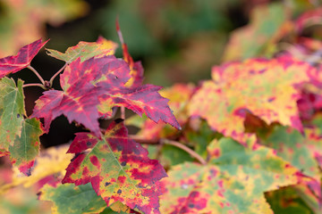 red autumn leaves