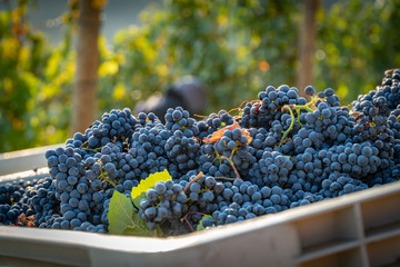 Freshly harvested wine grapes in a harvest bin at a vineyard in southern oregon