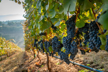 A Row Of Ripe Wine Grapes Ready For Harvest At A Vineyard In Southern Oregon