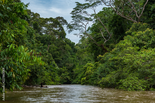 river-in-the-forest