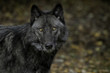 Beautiful Timber Wolf (also known as a Gray Wolf or Grey Wolf) with Black and Silver Markings
