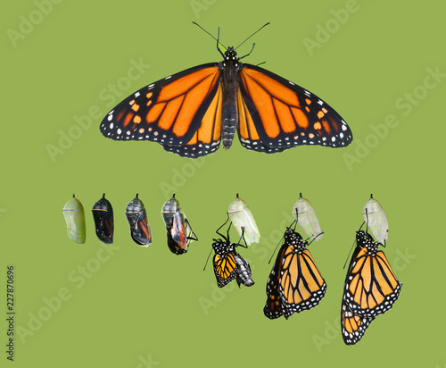 Exit butterfly
