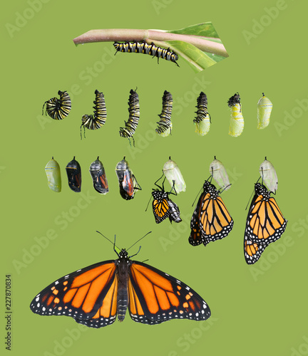 From Caterpillar To Butterfly Monarch Butterfly Cycle - 