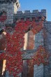 Roosevelt Island, New York, USA: The abandoned ruins of the Renwick Smallpox Hospital (1856) covered with deep red ivy, on an island in the East River.
