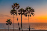 Fototapeta  - Palm trees on Manhattan Beach at sunset in California, Los Angeles, USA. Vintage processed. 