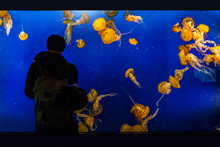 Aquarium Tank Tourist Man Looking At Jellyfish At Zoo, Fun Activity For People.