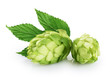 Hops and hop leaf isolated on white background.
