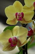 Tropical Orchid Cymbidium flowers