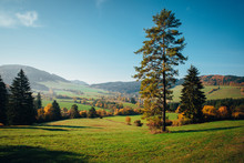 Beautiful Autumn Nature, Green Meadow, Tree And Blue Sky