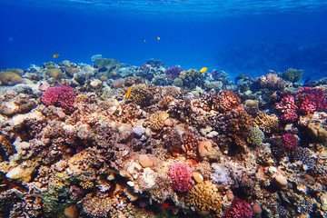 coral reef in Egypt