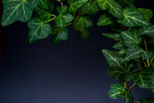 English Ivy With Brightly Rich Green Leaves On A Dark Background. Hedera Helix