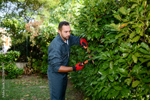 Fotografía handsome young man gardener trimming hedgerow in a garden park outdoor
