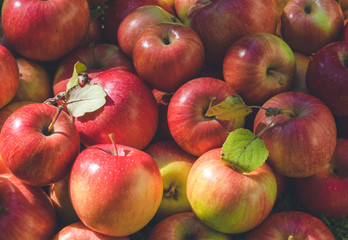 Canvas Print - Ripe autumn apples in a sunny garden