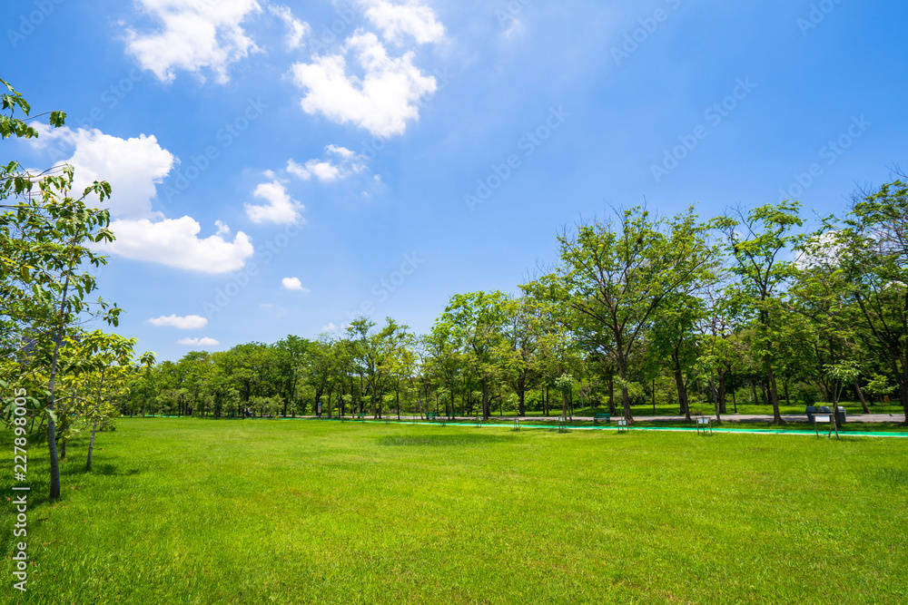 Grass and green trees in beautiful park under the blue sky Stock Photo ...