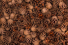 Flat Layout View Of Fallen Pine Cones Huddled Together On The Ground.