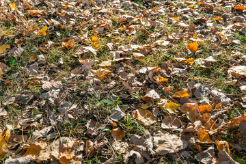 Sticker - Orange and light brown tinted fallen tree leaves in the grass on the ground in early morning sunlight