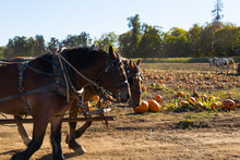Horses Pulling A Wagon At The Pumpkin Patch
