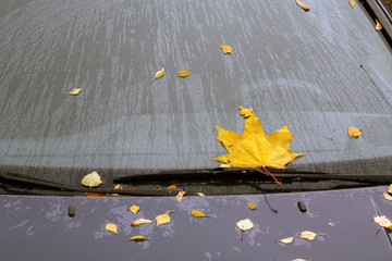 Car covered with fallen leaves.