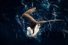 Shy Albatross (Thalassarche Cauta)