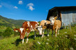 © Anton Gvozdikov - Small herd of cows graze in the Alpine meadow in Switzerland