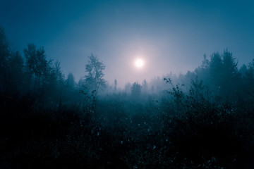 night mysterious landscape in cold tones - silhouettes of the forest trees under the full moon and d