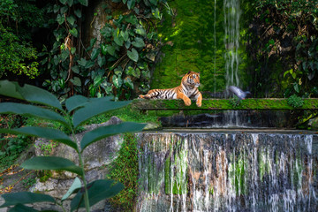Fototapete - Bengal tiger resting Near the waterfall with green moss from inside the jungle zoo .