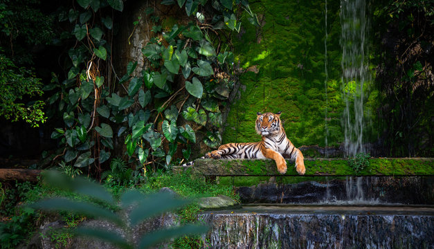 Bengal tiger resting Near the waterfall with green moss from inside the jungle zoo .