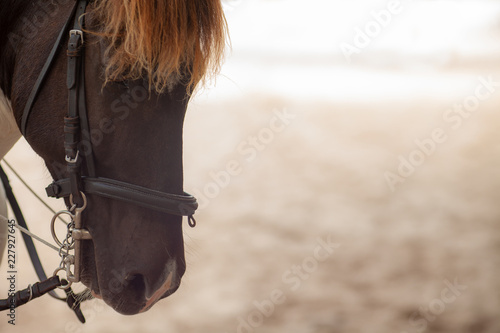 Fotografía Close up portrait of a horse