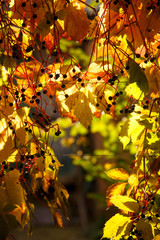 Wall Mural - Background with autumn colorful leaves and plants.