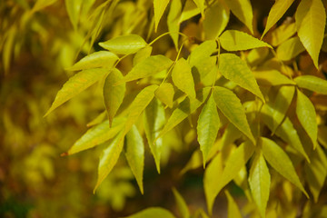 Wall Mural - Background with autumn colorful leaves and plants.