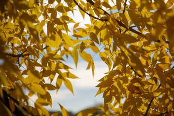 Wall Mural - Background with autumn colorful leaves and plants.