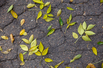 Wall Mural - Background with autumn colorful leaves and plants.