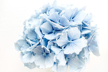 Blue Hydrangea Flower.