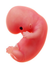 Wall Mural - 3d rendered medically accurate illustration of a human fetus, week 8