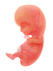 3d rendered medically accurate illustration of a human fetus, week 9