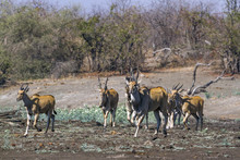 Common Eland In Kruger National Park, South Africa ; Specie Taurotragus Oryx Family Of Bovidae
