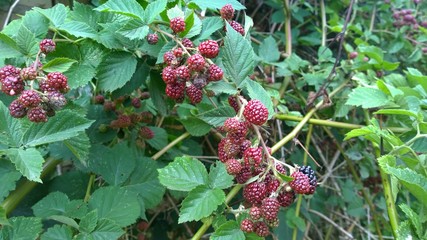 Black and red blackberry fruits